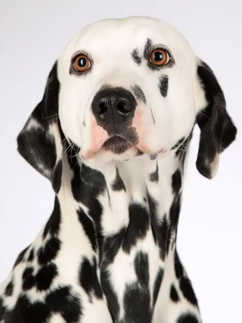 ขนส่งสัตว์เลี้ยง