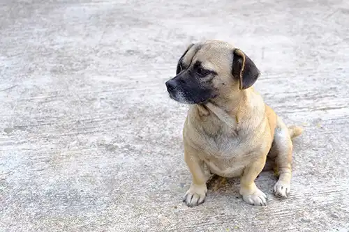 ส่งน้องหมาน้องแมว